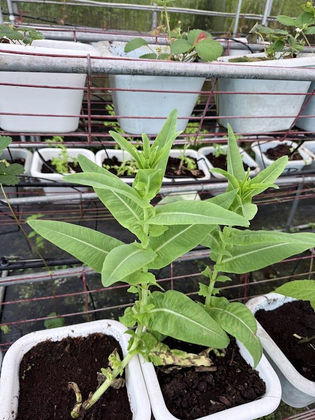 豐富的森林烤肉晚餐內容