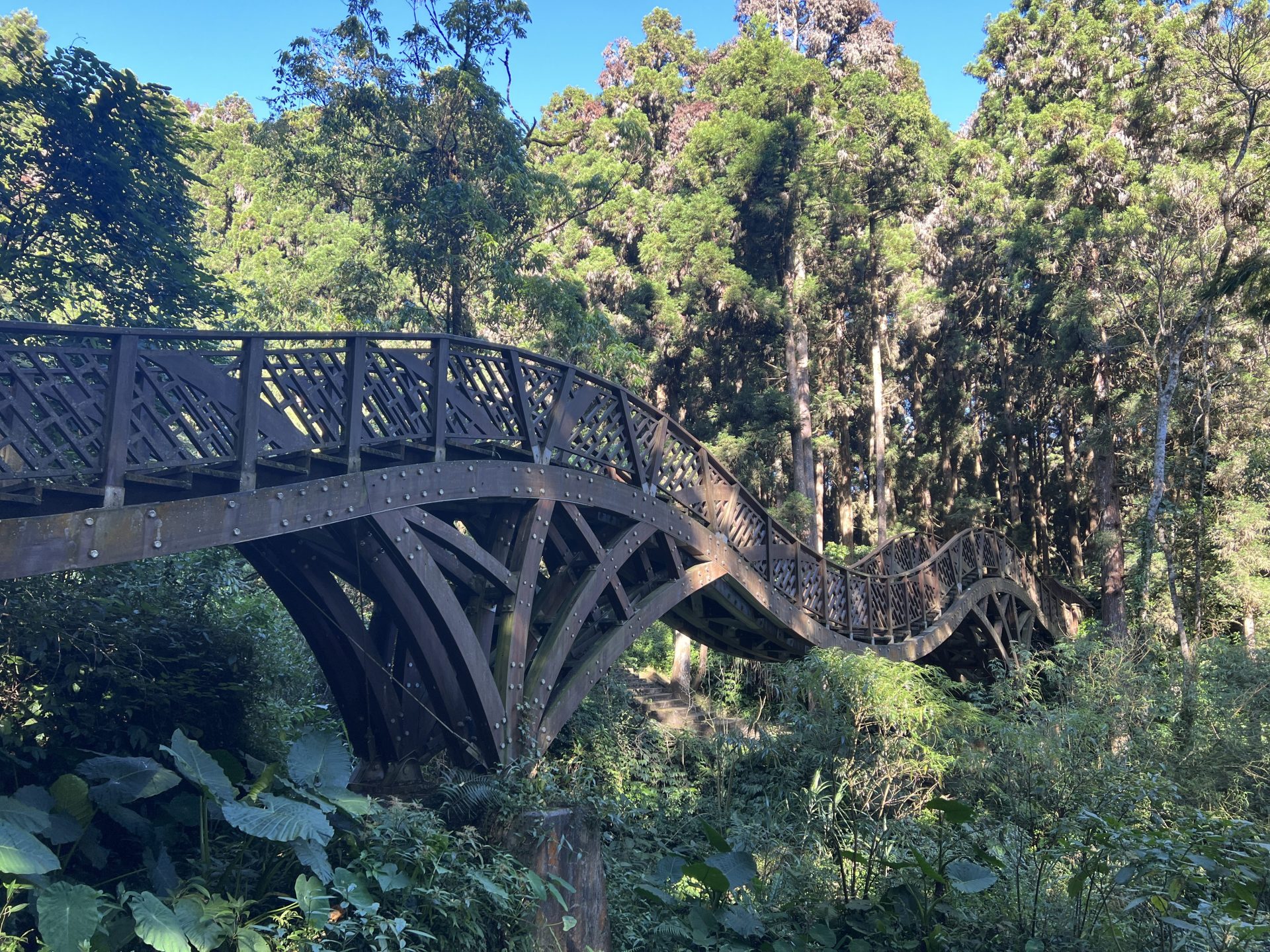 溪頭 vs 杉林溪！神木竹林對決花卉瀑布，今天你想走哪一條？