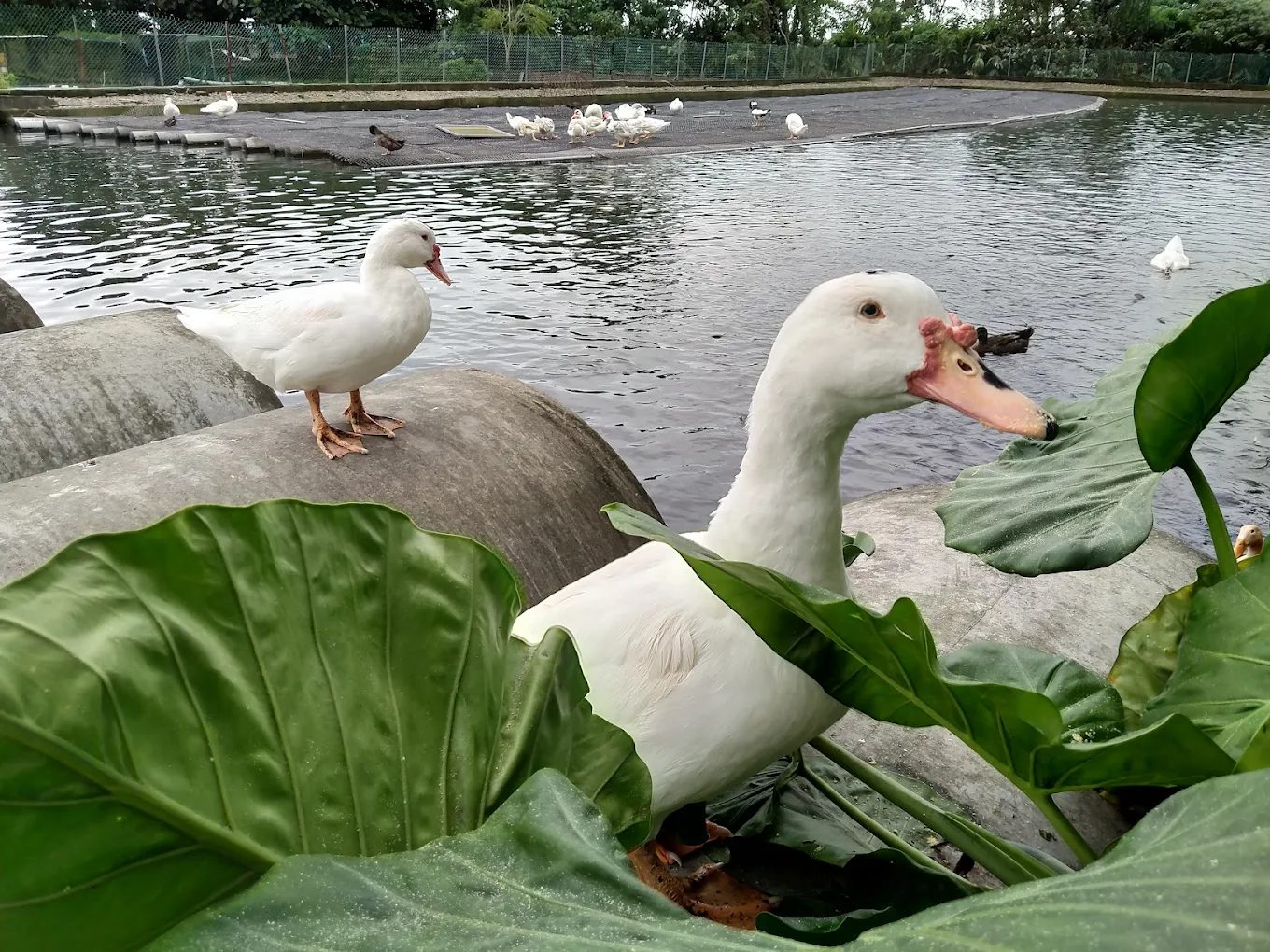 甲鳥園｜宜蘭礁溪親子養鴨農場＋鴨蛋糕體驗的超人氣景點