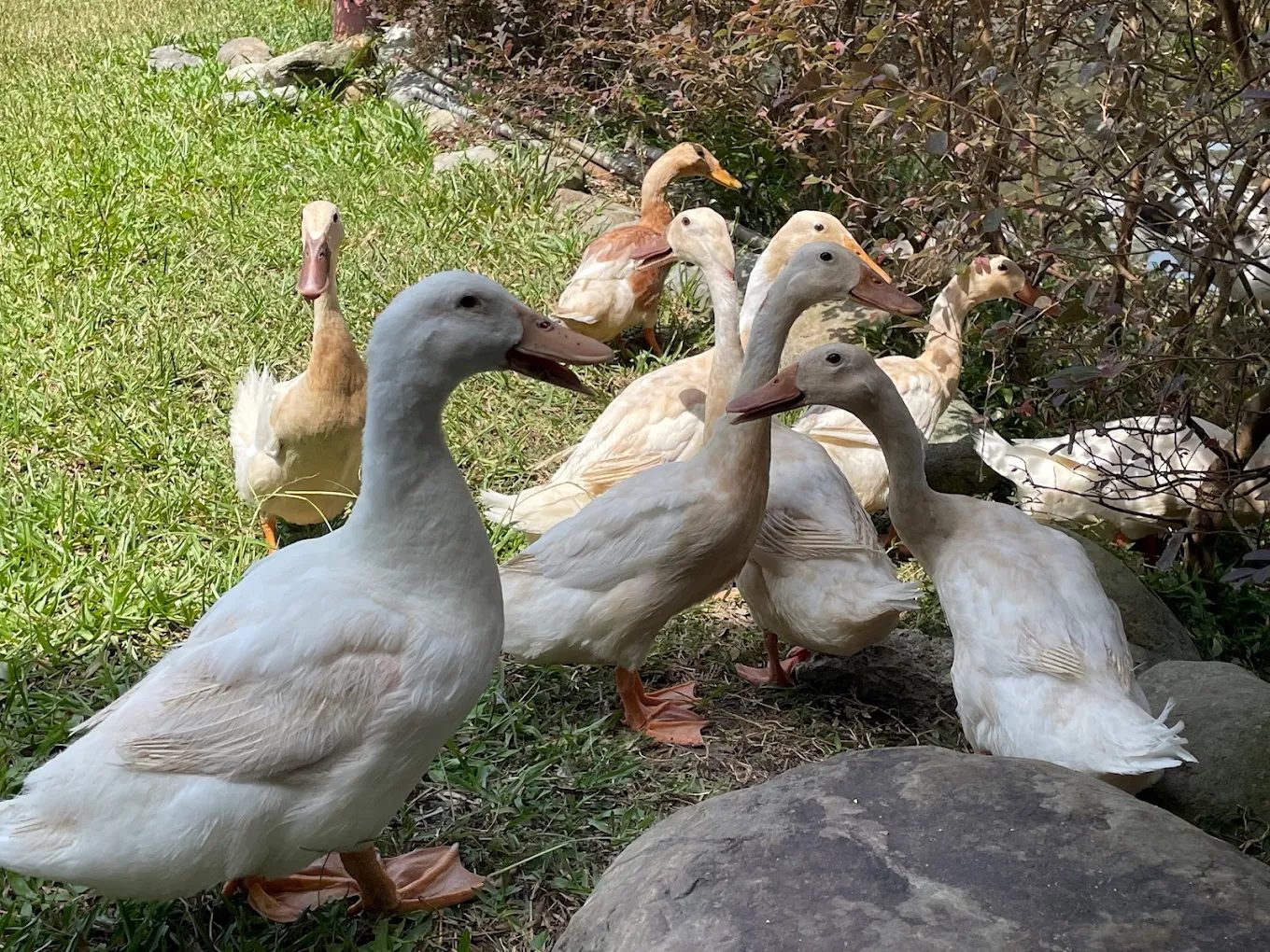甲鳥園｜宜蘭礁溪親子養鴨農場＋鴨蛋糕體驗的超人氣景點