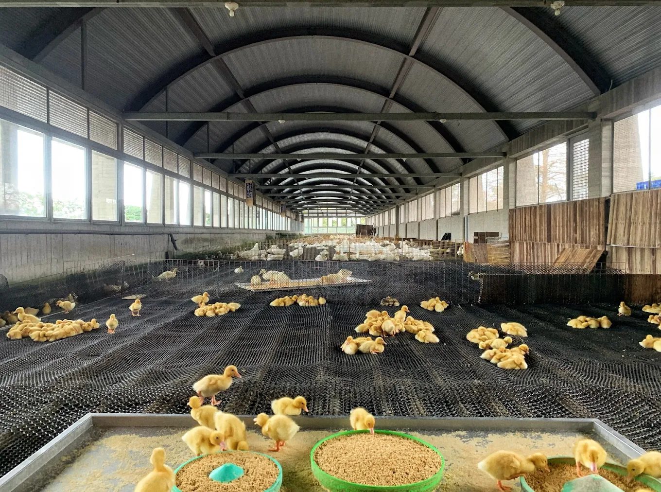 甲鳥園｜宜蘭礁溪親子養鴨農場＋鴨蛋糕體驗的超人氣景點