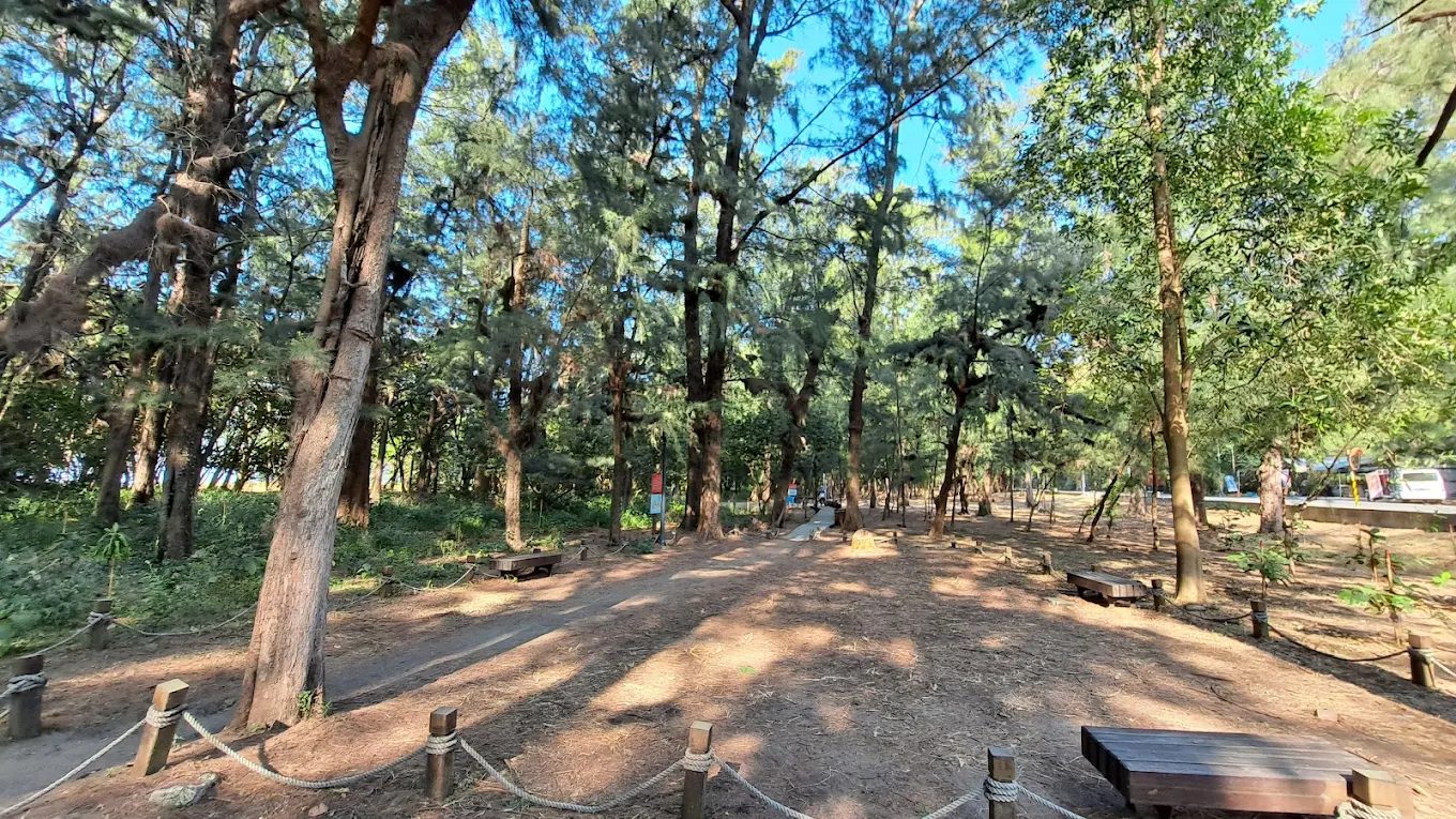 台南安平漁光島一日遊｜木麻黃森林、金色沙灘與海鮮美味全攻略