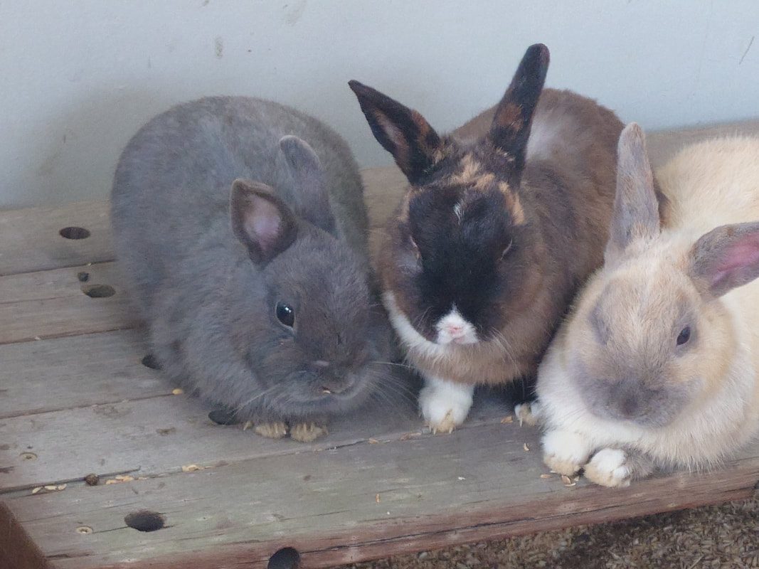 苗栗綠意山莊旅遊指南｜必拍景點、住宿推薦與票價資訊