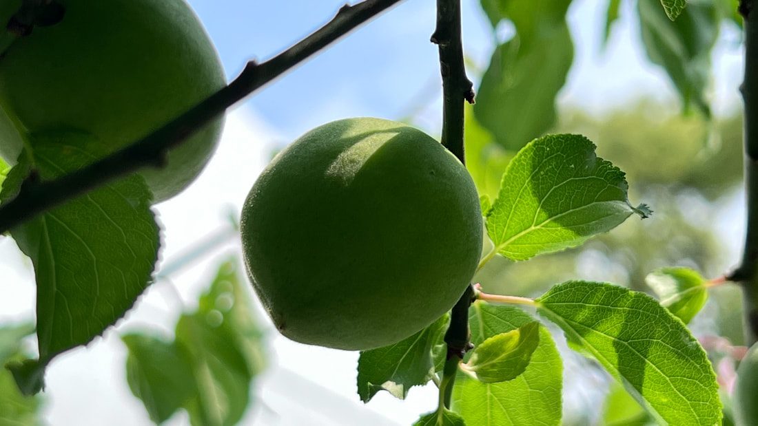 苗栗綠意山莊旅遊指南｜必拍景點、住宿推薦與票價資訊
