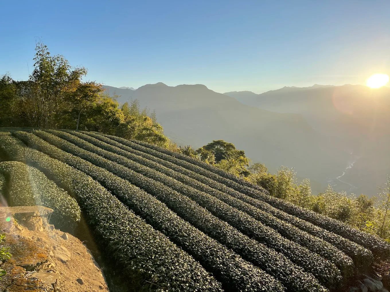 嘉義民宿選擇指南｜在地溫度與最佳入住體驗一次滿足
