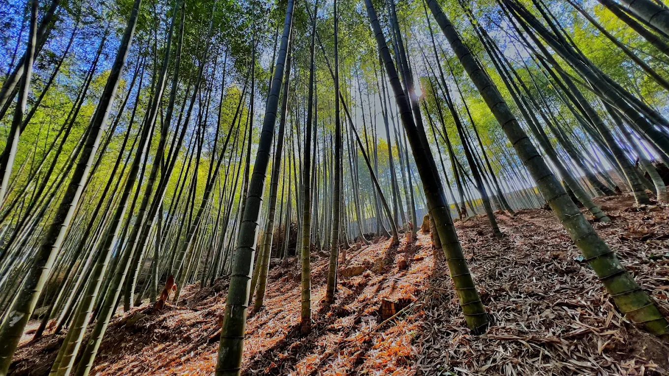 🌲 杉林溪森林生態渡假園區｜南投必訪賞花秘境，一次玩遍瀑布、花卉中心與森林步道