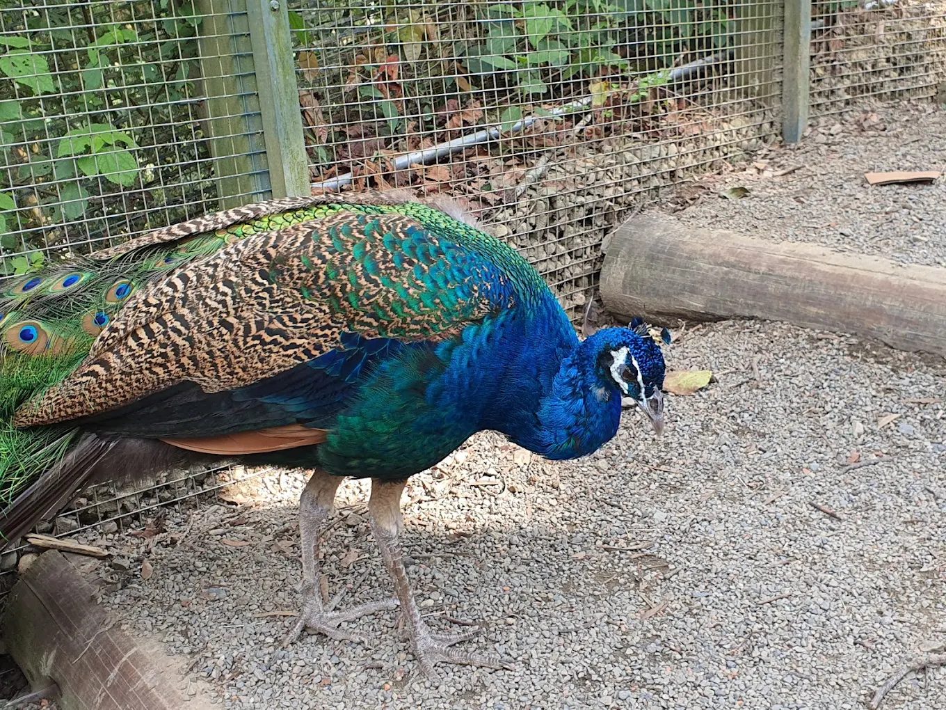 新竹北埔森林系秘境住宿|風雅月筑民宿