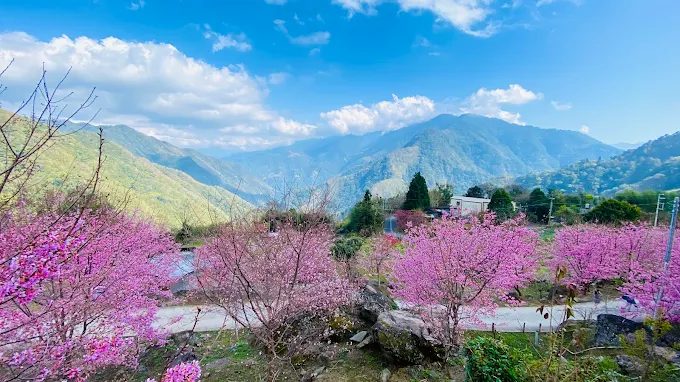 營區春天櫻花盛開的浪漫景象