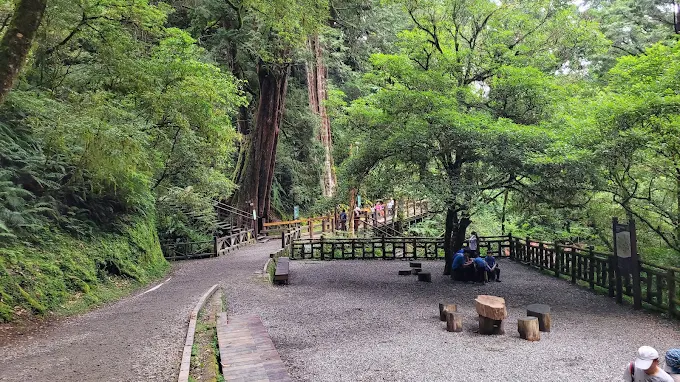 拉拉山神木群步道入口，旅客走在被高大紅檜環繞的森林小徑