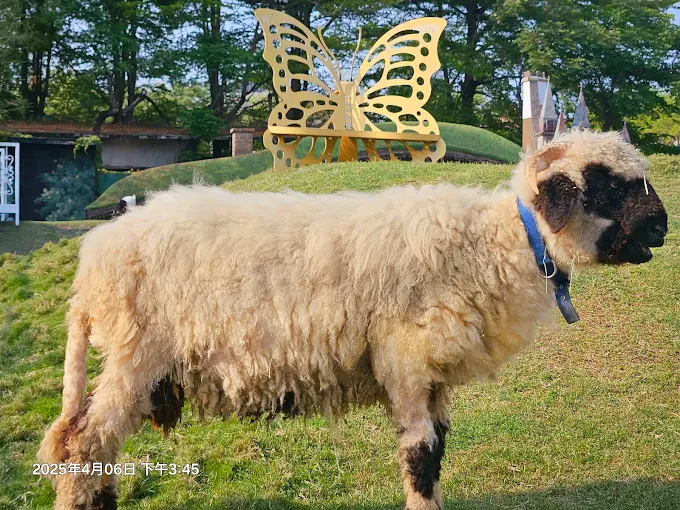 在琉璃仙境農場內，小朋友可以與溫馴的草泥馬近距離接觸，學習與動物相處。