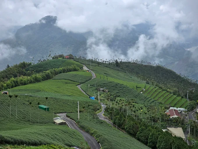 嘉義梅山二尖山休閒茶園
