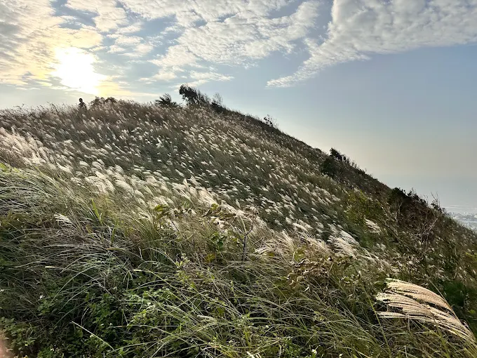 苗栗抹茶山塗崁頂山夕陽美景，芒草隨風搖曳