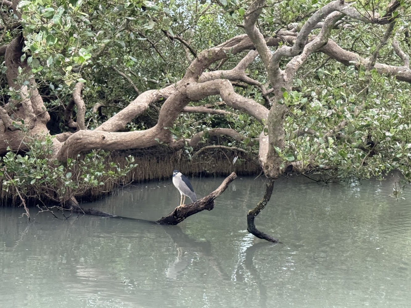 最新｜四草綠色隧道：台版亞馬遜河的驚艷之旅
