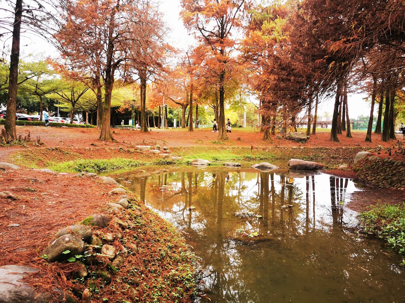 東丘｜羅東景點：探索羅東運動公園、東丘與落羽松的秘境