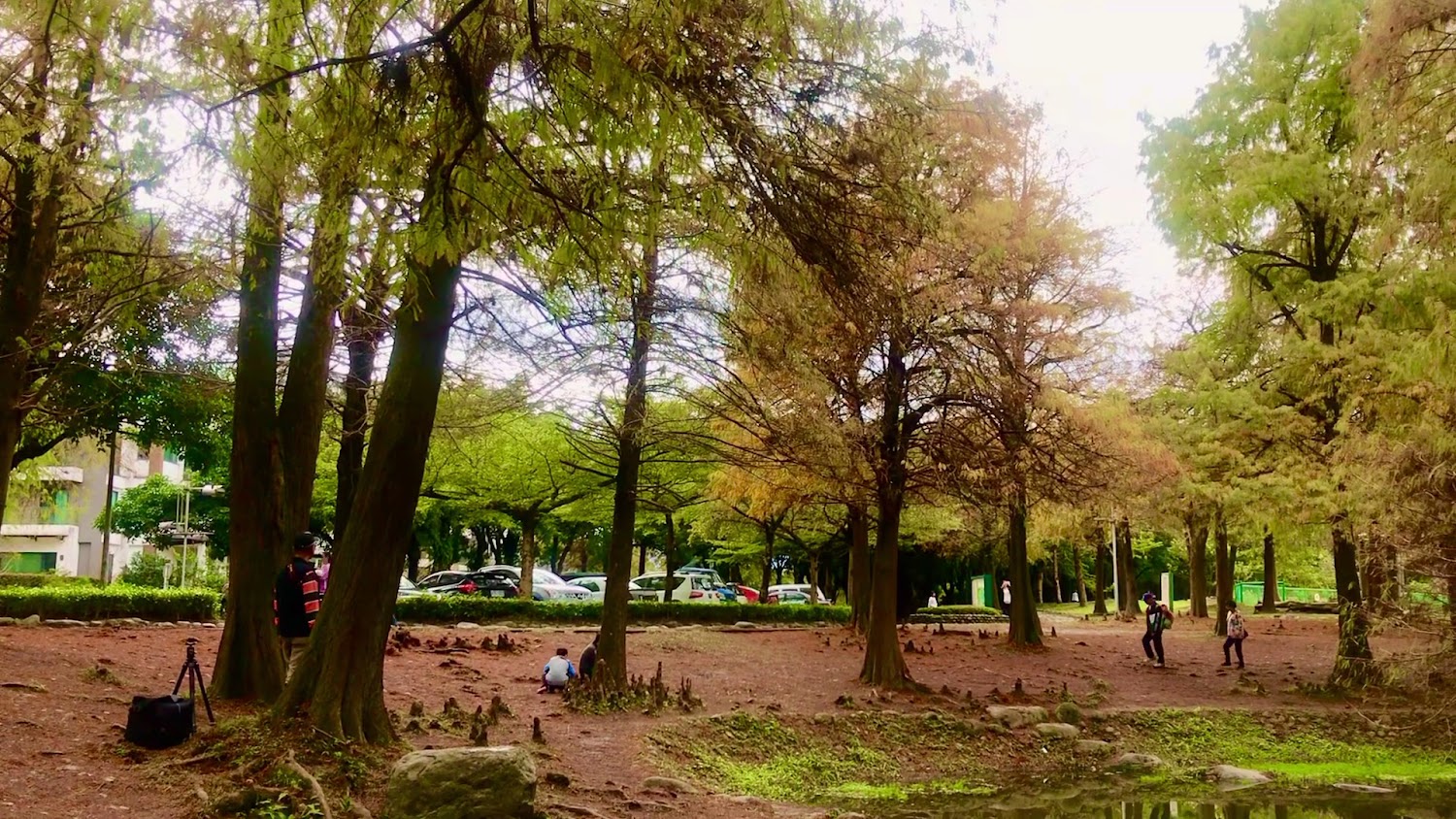 最新2天前｜羅東景點：探索羅東運動公園、東丘與落羽松的秘境
