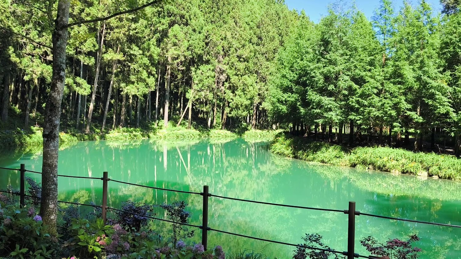 最新｜杉林溪的隱藏秘境：探索美麗森林與休閒樂趣