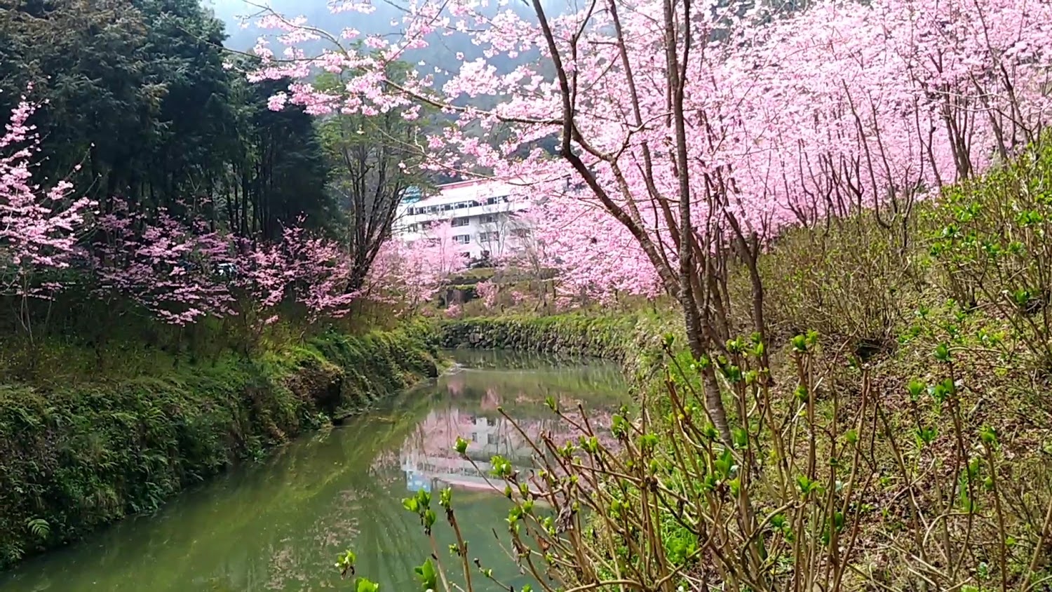 最新的 2 天前｜杉林溪住宿：揭開杉林溪森林生態渡假園區大飯店的魅力