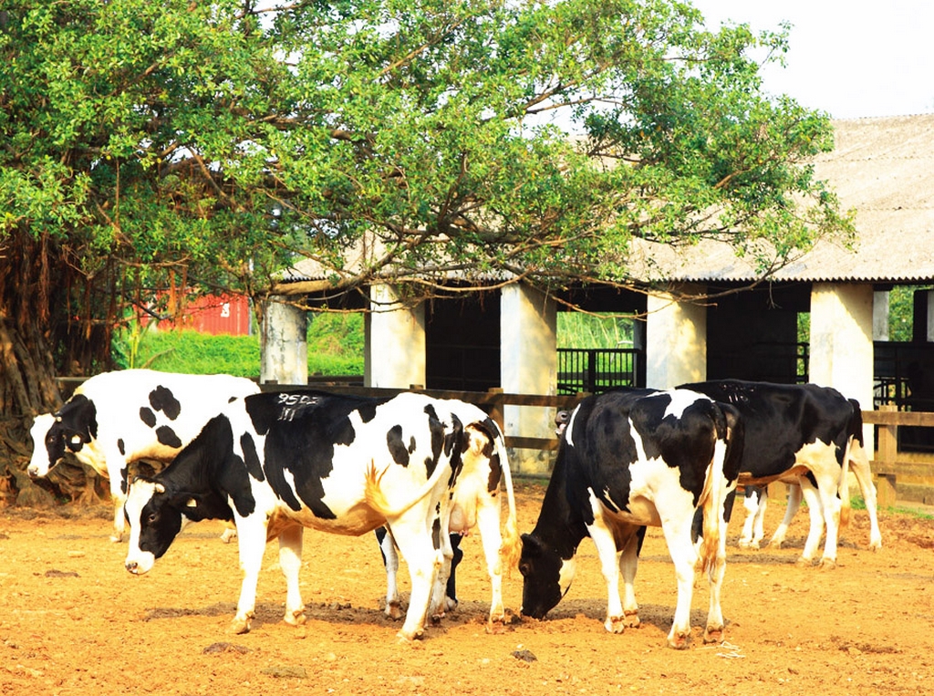 桃園景點必遊攻略｜探索五大知名旅遊熱點