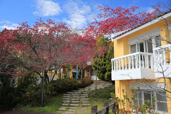 清境農場櫻花季午後光線柔軟，我走進粉色山巒與青青草原