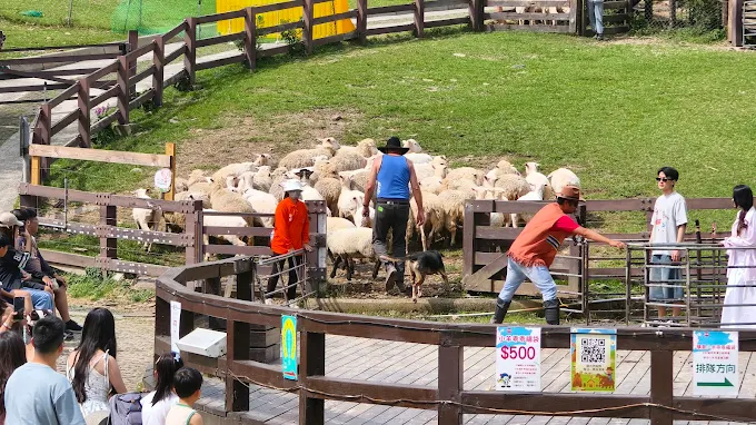 春天走進清境農場櫻花盛開的青青草原，在粉色山景裡等綿羊秀開場
