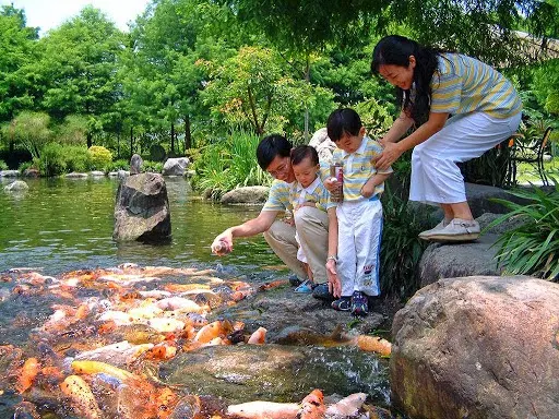 家庭在三富休閒農場池畔餵食色彩鮮豔的錦鯉，享受親子互動的快樂時光