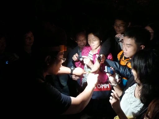 遊客參加三富休閒農場夜間生態導覽，導覽員使用手電筒帶領觀察昆蟲與動植物