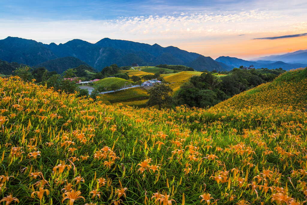 夕陽映照下的六十石山金針花海與層疊山巒
