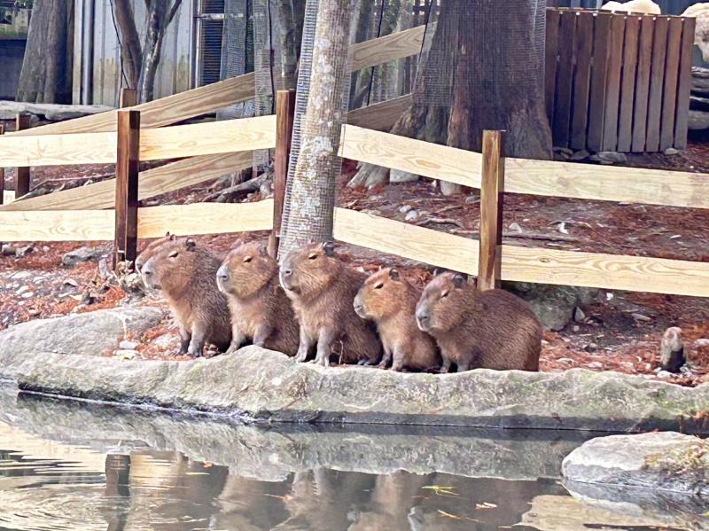 宜蘭親子必去｜水岸森林休閒農場全攻略：餵食水豚、羊駝與湖畔美景一次享受！