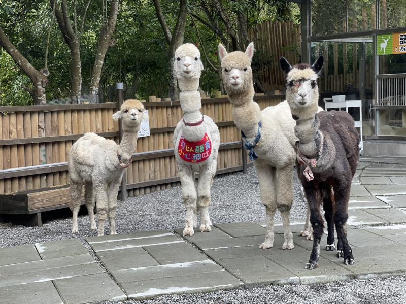 宜蘭親子必去｜水岸森林休閒農場全攻略：餵食水豚、羊駝與湖畔美景一次享受！