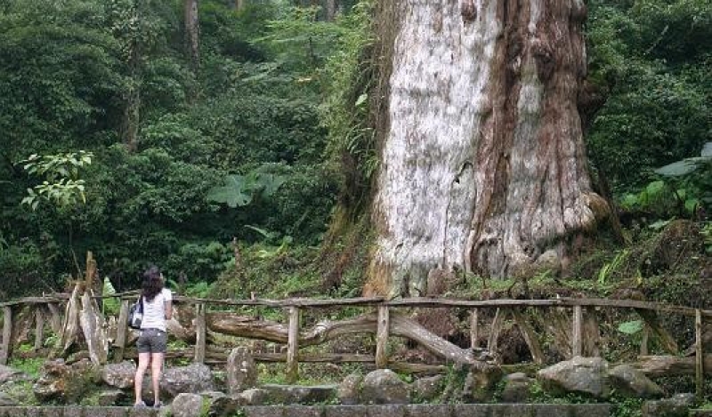 走進南投鹿谷溪頭自然教育園區，在霧氣與杉林之間慢慢深呼吸