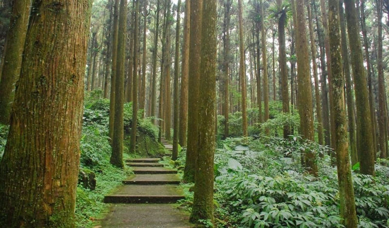 走進南投鹿谷溪頭自然教育園區，在霧氣與杉林之間慢慢深呼吸