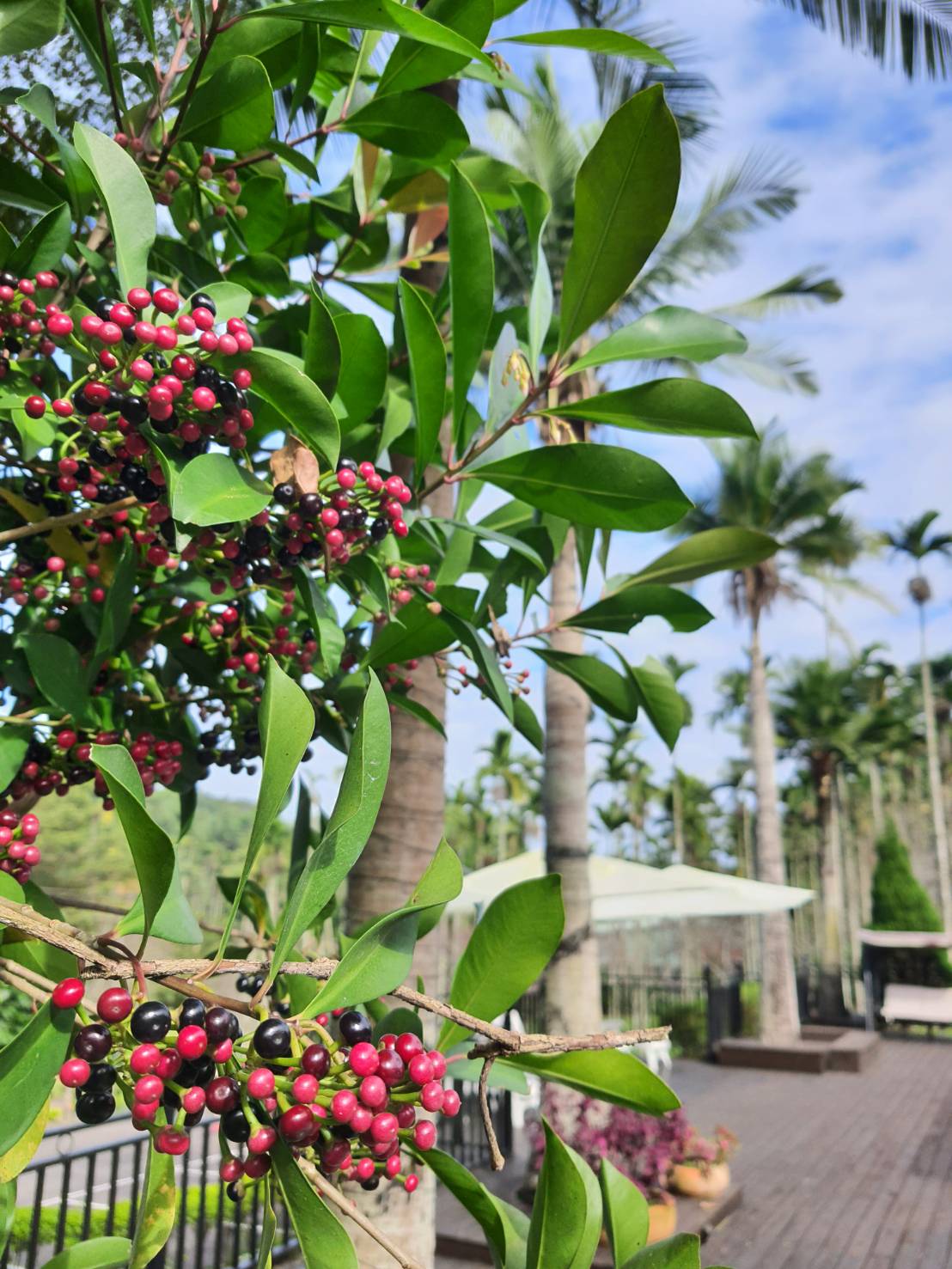 園區木質玻璃咖啡廳