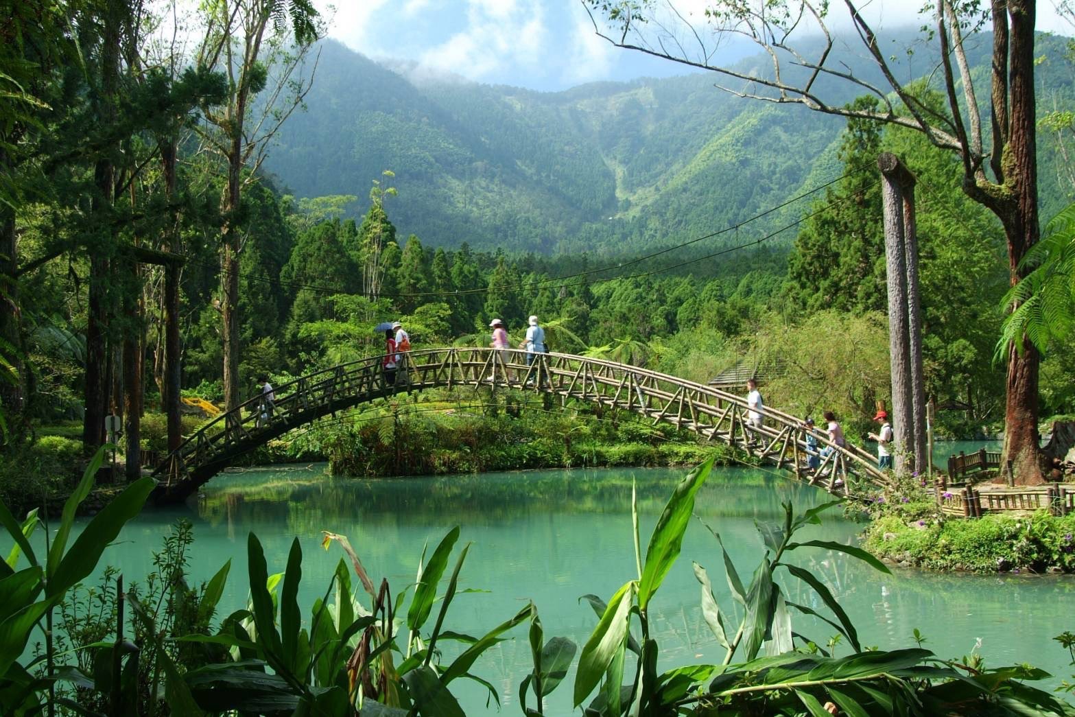 溪頭國家森林遊樂區步道與神木
