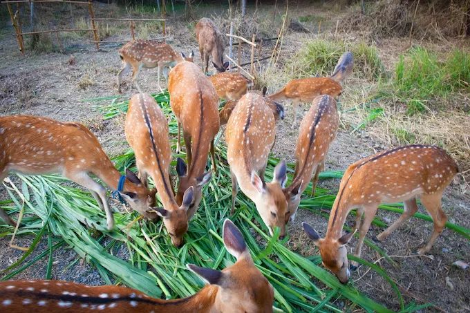 玩遍屏東！5 大必去親子景點推薦：動物互動、文化體驗、巧克力 DIY 一次滿足