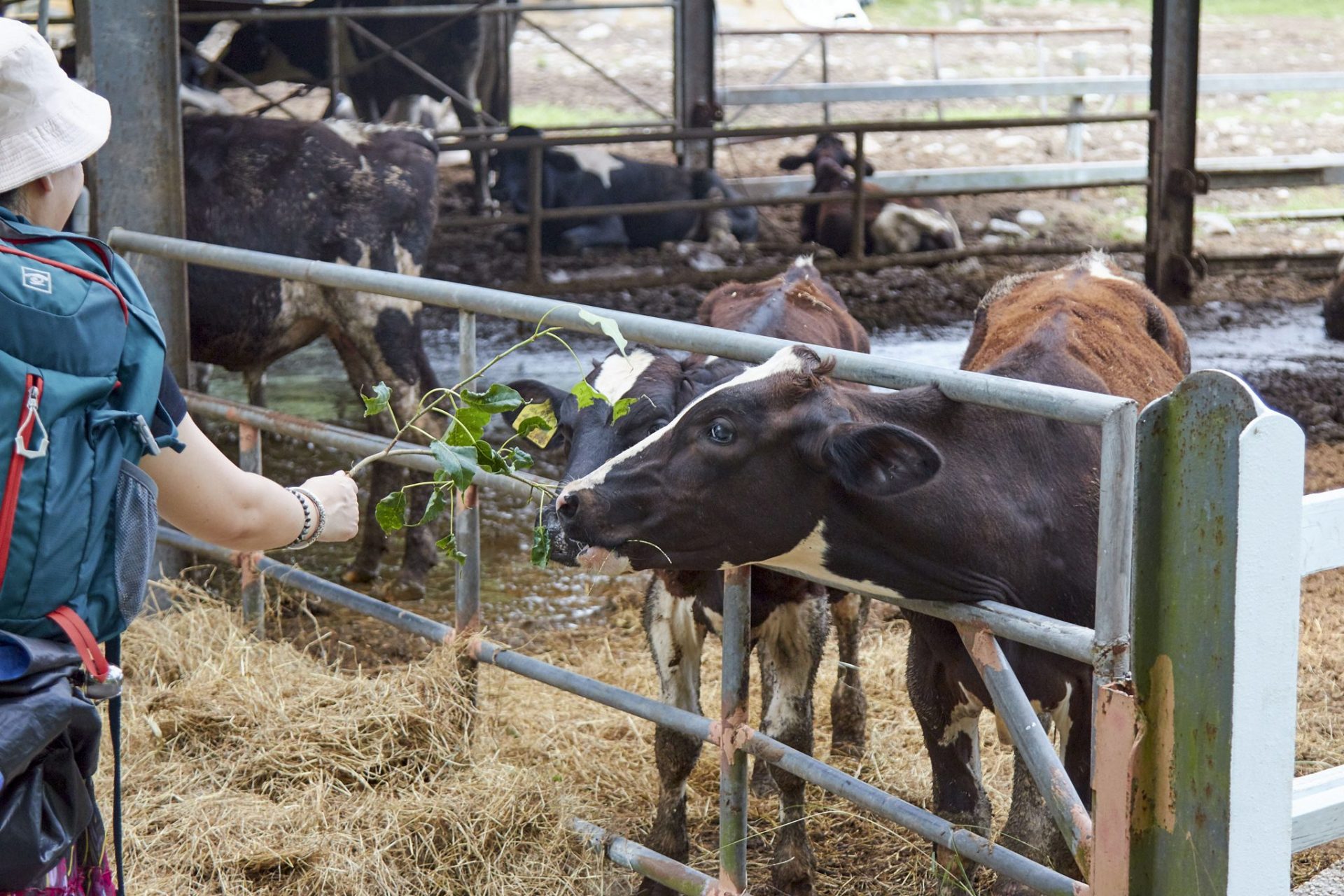 《黃金湯裡泡城堡》:花蓮瑞穗天合,把飯店當景點的夢幻假期