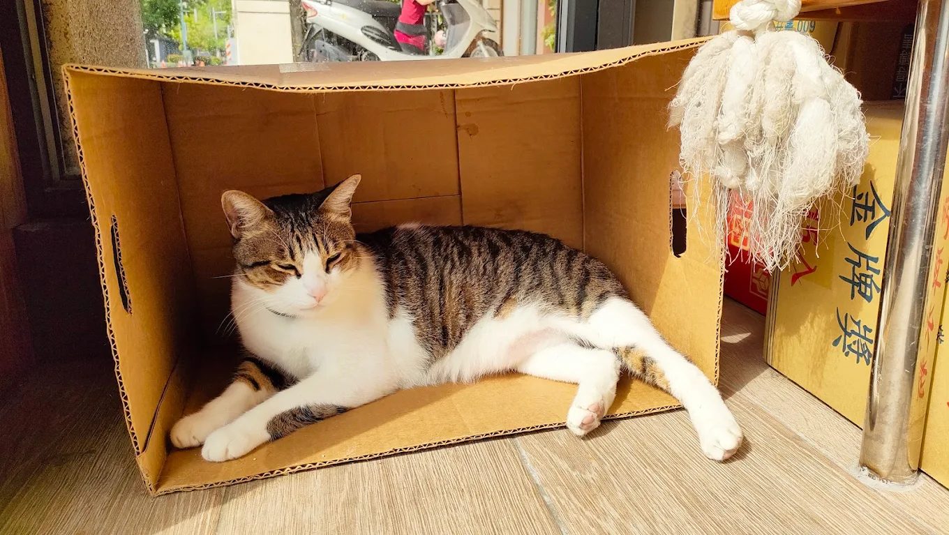 礁溪美嘉美大飯店｜毛孩同遊 × 房內獨立湯屋 × 一泊三食超值方案