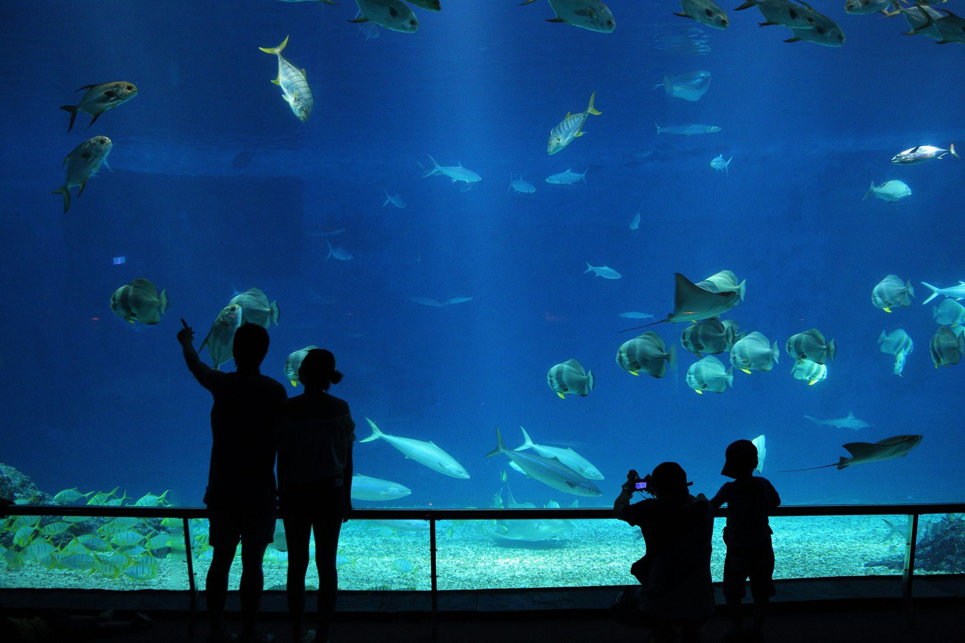 屏東一日遊好嗨森|海生館嗨森看魚,墾丁嗨森踏浪,最後豬腳嗨森下肚