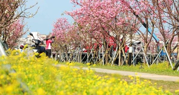 不等花開！羅東櫻花步道＆運動公園，現在去也能拍出好風景