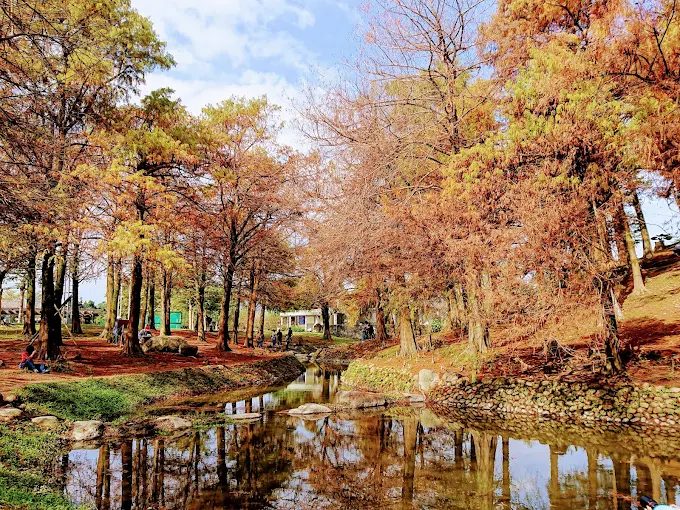 不等花開！羅東櫻花步道＆運動公園，現在去也能拍出好風景