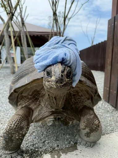 張美阿嬤農場的親子體驗：家長與孩童的學習與樂趣