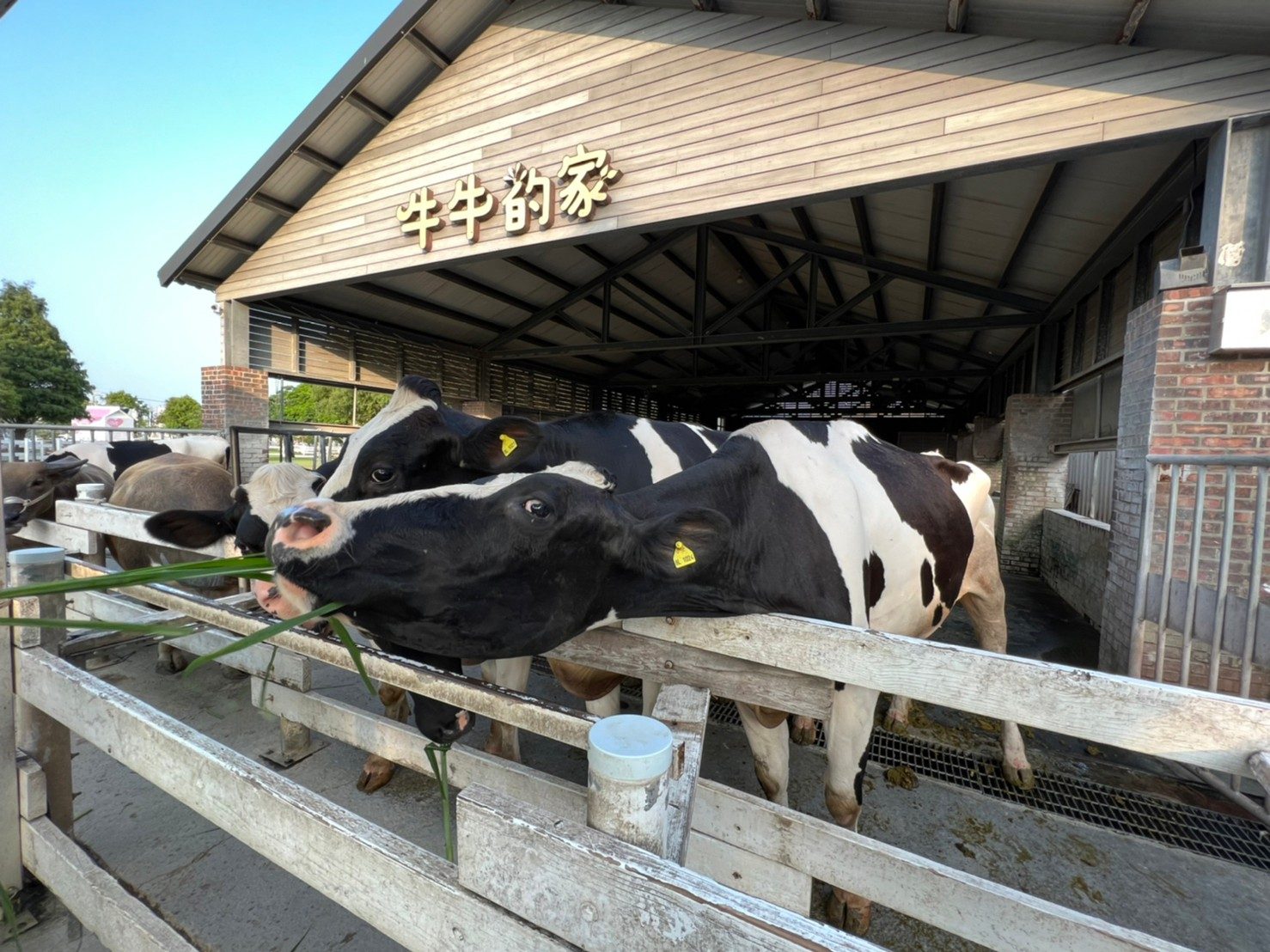 雲林一日遊像開盲盒！從餵牛喝奶到劍湖山尖叫，親子旅程驚喜連連
