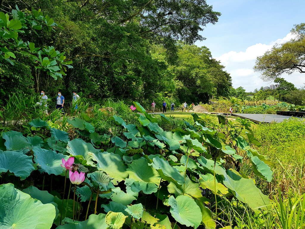 白茫茫一片不是下雪!大溪韭菜花季夢幻登場,附上順遊 4 大必訪景點