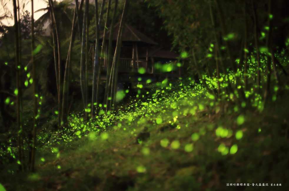 走進宮崎駿動畫場景:溪頭森林遊樂區攻略,從螢火蟲到神木的奇幻旅程