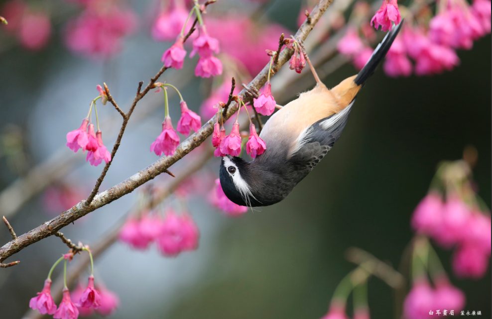 走進宮崎駿動畫場景:溪頭森林遊樂區攻略,從螢火蟲到神木的奇幻旅程