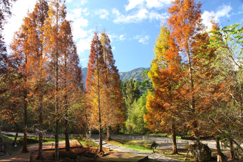 走進宮崎駿動畫場景:溪頭森林遊樂區攻略,從螢火蟲到神木的奇幻旅程