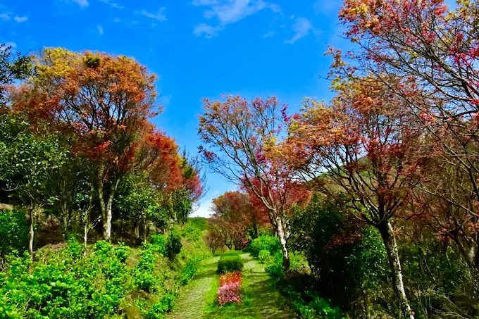 陽明山奧萬大｜當春楓遇上繡球花，一秒走進「小京都 × 韓劇場景