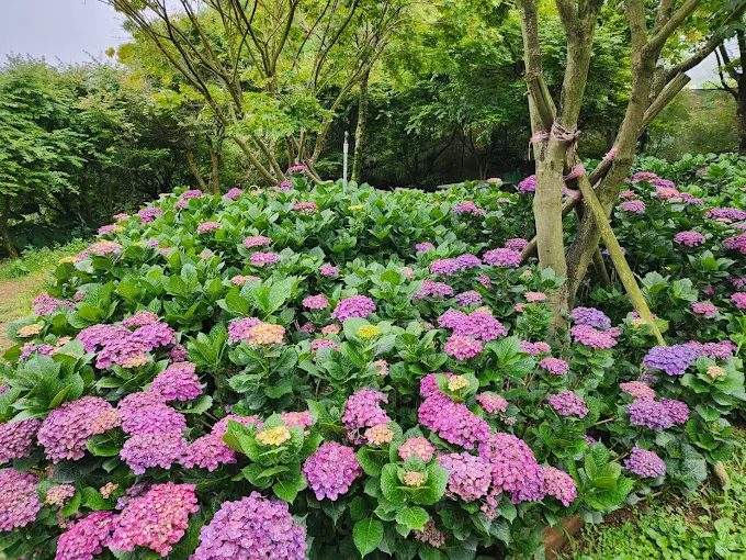 陽明山奧萬大｜當春楓遇上繡球花，一秒走進「小京都 × 韓劇場景