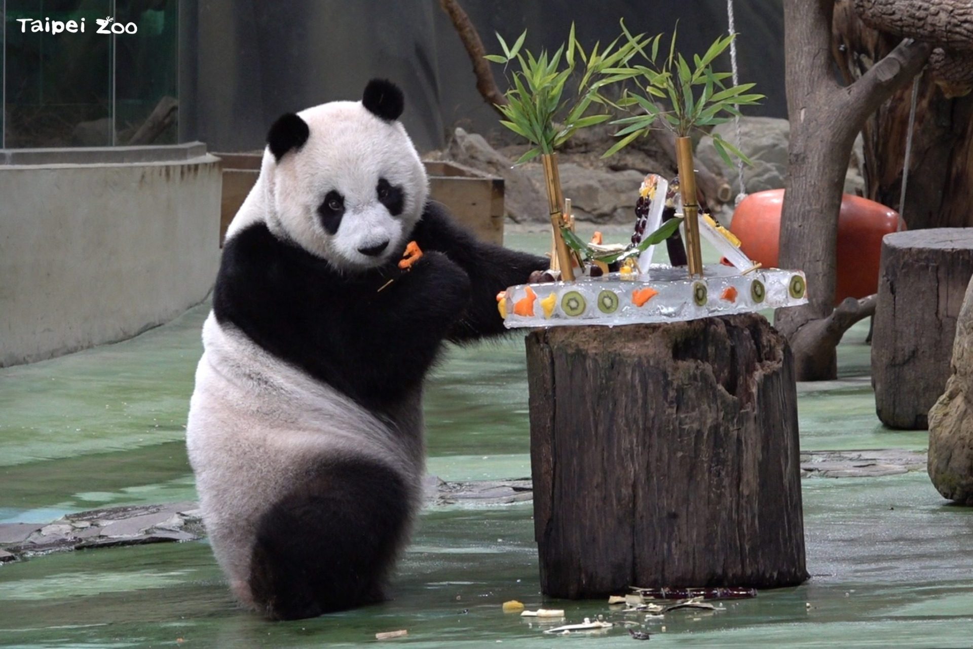 從捷運站走進台北動物園在樹蔭與光影之間遇見熊貓與森林的日常