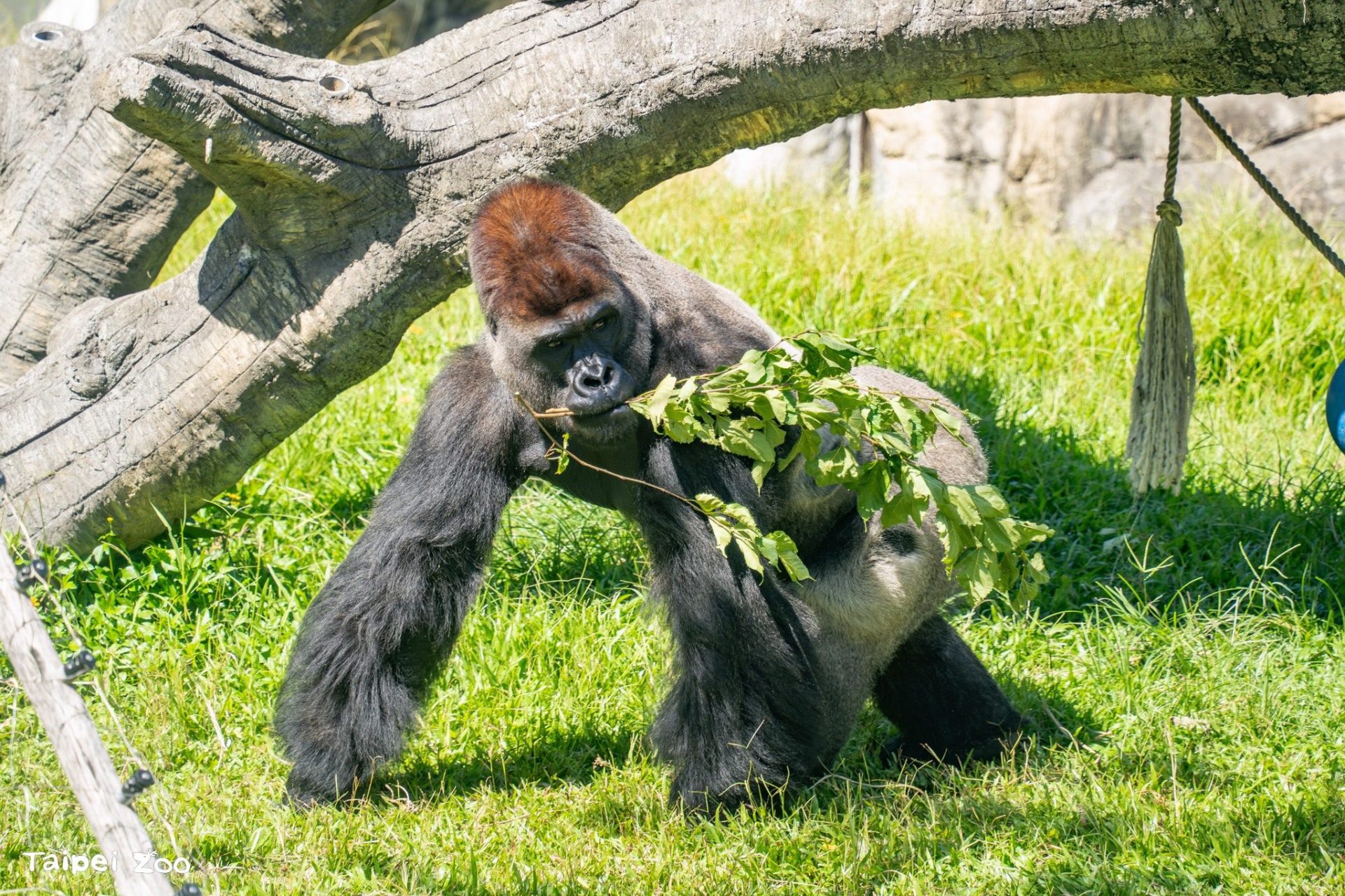 從捷運站走進台北動物園在樹蔭與光影之間遇見熊貓與森林的日常