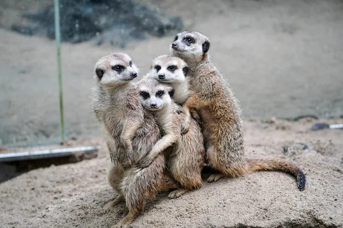 從捷運站走進台北動物園在樹蔭與光影之間遇見熊貓與森林的日常